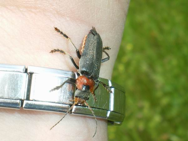 Cantharis fusca